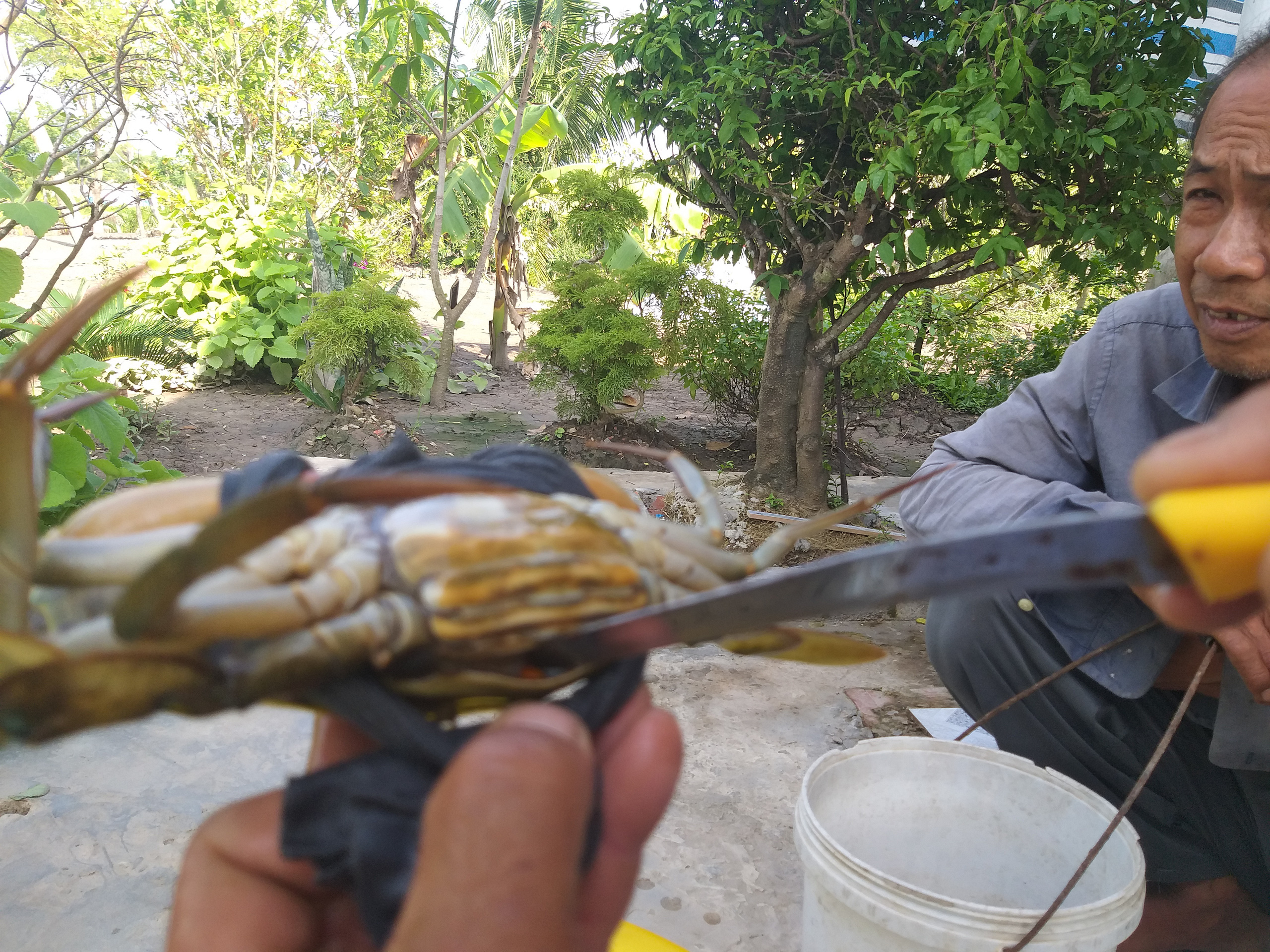 Nông dân dùng tuyệt chiêu bắt cua biển ngon nhất miền Tây - Ảnh 4. Nông dân dùng tuyệt chiêu bắt cua biển ngon nhất miền Tây - Ảnh 4.