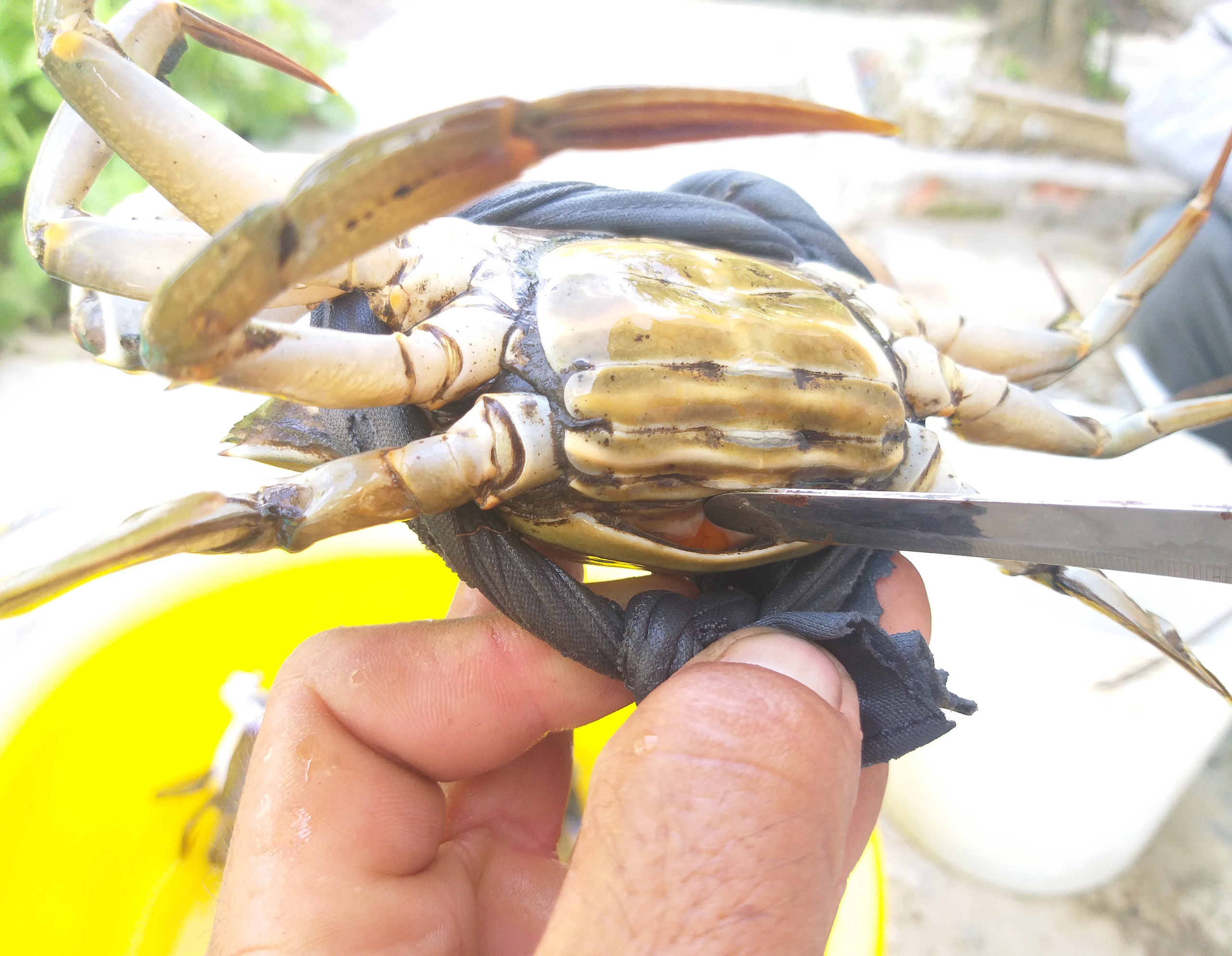 Nông dân dùng tuyệt chiêu bắt cua biển ngon nhất miền Tây - Ảnh 6. Nông dân dùng tuyệt chiêu bắt cua biển ngon nhất miền Tây - Ảnh 6.