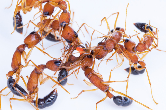 Các nhà khoa học phát hiện loài kiến sẵn sàng giảm kích cỡ bộ não để trở thành kiến chúa - Ảnh 3.