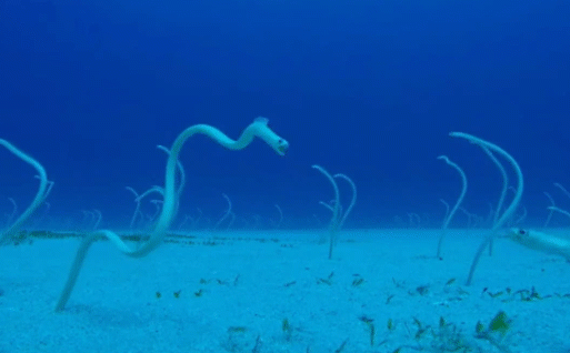 Clip: Cận cảnh loài lươn cả đời chỉ đứng im một chỗ