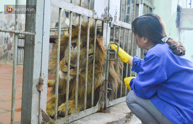Người phụ nữ 20 năm chăm sóc mãnh thú ở Hà Nội: Lúc rảnh ngồi chải bờm, bắt rận cho sư tử, có lần bị hổ cắn thâm người - Ảnh 2.