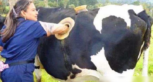 Bò sữa bị các trang trại khoét lỗ trên thân: Đây là thứ gì? Con vật có phải chịu đau đớn? - Ảnh 1.