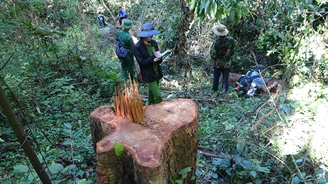 Rủ nhau vào Khu bảo tồn phá rừng, 37 đối tượng bị khởi tố - Ảnh 4.