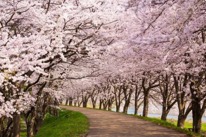 Tác động của biến đổi khí hậu: Hoa anh đào Nhật Bản nở sớm nhất trong vòng 1.200 năm nay - Ảnh 1.