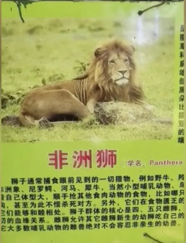 Sở thú lùa chó vàng vào chuồng rồi quảng cáo đấy là sư tử Châu Phi để thu tiền khách - Ảnh 4.