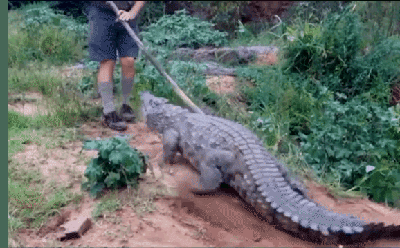 Clip: Chọc vào đuôi cá sấu, người đàn ông suýt bị ngoạm nát chân