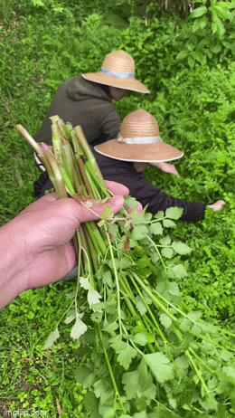 3 anh chàng khoe clip một ngày đi nhặt cỏ ven đường tại Nhật đã có ngay cả rổ đủ mọi loại rau quen thuộc ở Việt Nam, chế biến ngay mâm cơm ai nhìn cũng phát thèm - Ảnh 1.