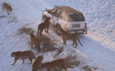 Chiếc xe Jeep vừa dừng lại đã bị cả đàn hổ bao vây: Hóa ra chúng chờ đợi điều này!