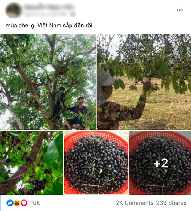 Cô nàng đăng đàn khoe “mùa cherry Việt Nam sắp đến rồi”, dân mạng nhìn kỹ thì cười muốn nội thương - Ảnh 1.