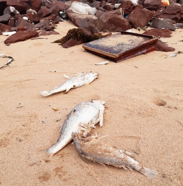 Cá chết bất thường dọc bãi biển Nghệ An - Ảnh 1.