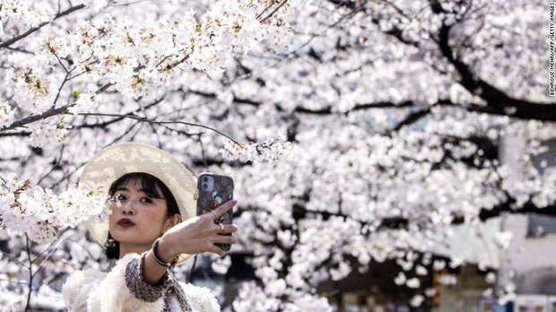 Hoa anh đào Nhật Bản bung nở đẹp mỹ mãn lần đầu tiên trong suốt 1200 năm, nhưng ẩn sau đó là một thảm họa đáng sợ - Ảnh 1.