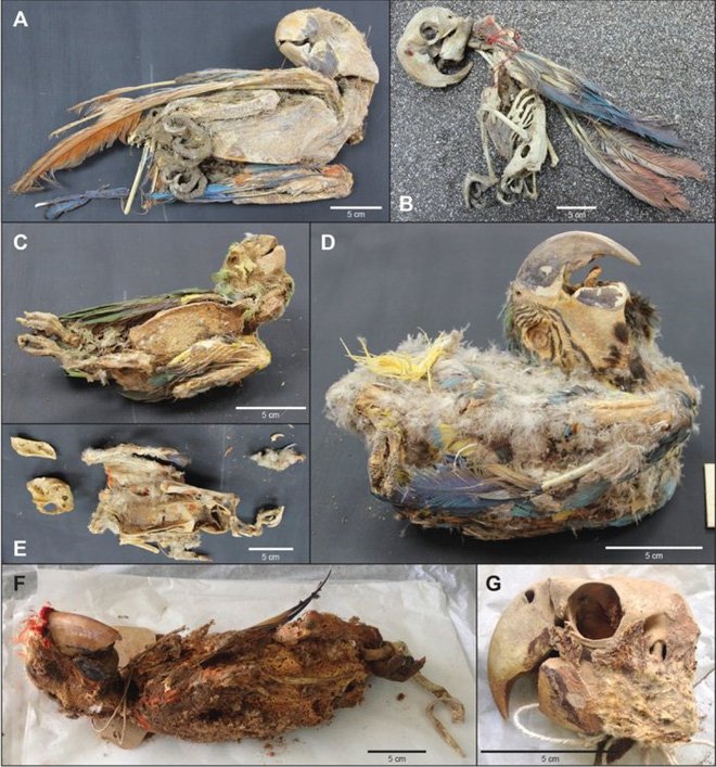 Bí ẩn xác ướp của những con vẹt rừng nhiệt đới bên dưới sa mạc Atacama - Ảnh 2.