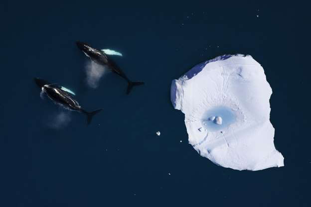 15 sự thật về Bắc Cực, nơi bí ẩn nhất Trái đất - Ảnh 12.