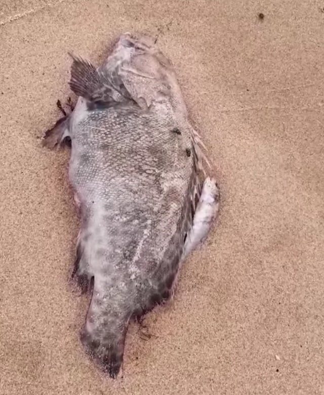 Cá chết bất thường dọc bãi biển Nghệ An - Ảnh 3.