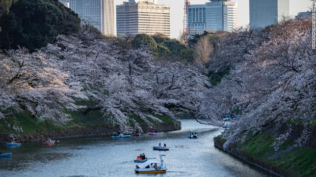 Hoa anh đào Nhật Bản bung nở đẹp mỹ mãn lần đầu tiên trong suốt 1200 năm, nhưng ẩn sau đó là một thảm họa đáng sợ - Ảnh 5.