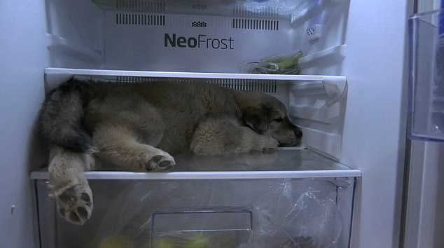 Video: Khoảnh khắc chú chó mở tủ lạnh chui vào nằm tránh nóng - Ảnh 2.