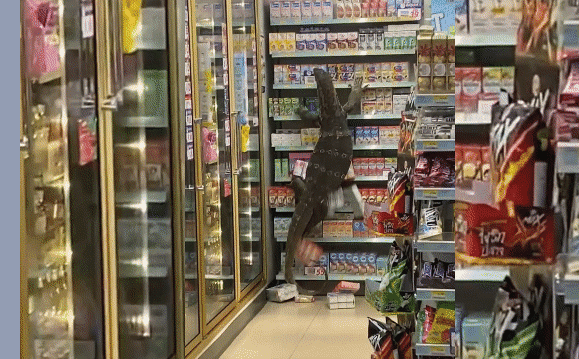 Clip: Kỳ đà “Godzilla” náo loạn cả siêu thị