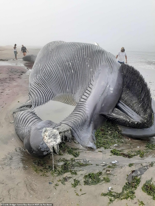 Cận cảnh xác cá voi xanh dài 18m lần đầu trôi dạt bờ biển châu Phi, cách xa nhà 8.000km - Ảnh 1.
