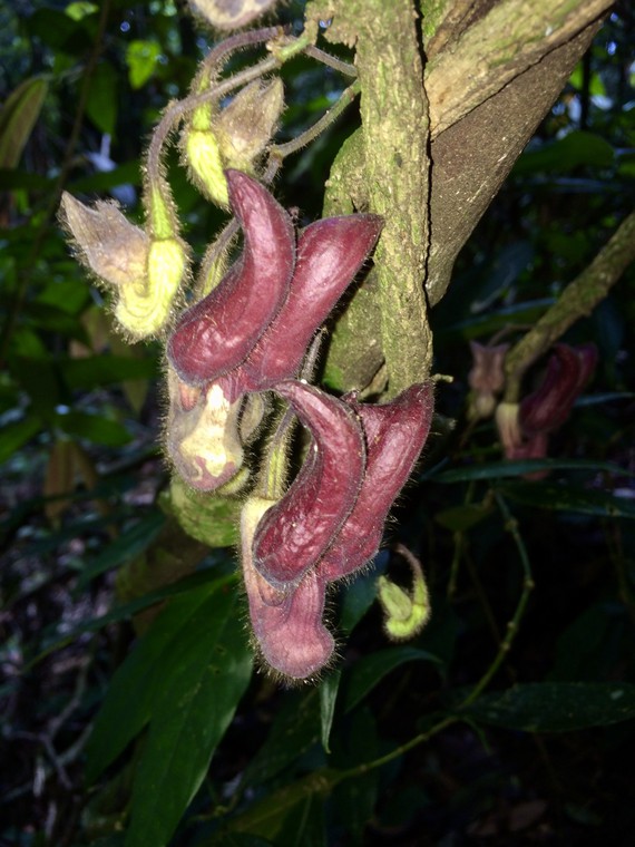 Một loài thực vật mới được phát hiện tại Vườn quốc gia Vũ Quang - Ảnh 1.
