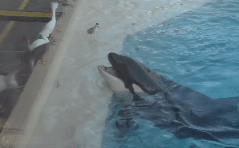 Clip chứng minh cá voi sát thủ quá thông minh: Bẫy được cả chim trên bờ!