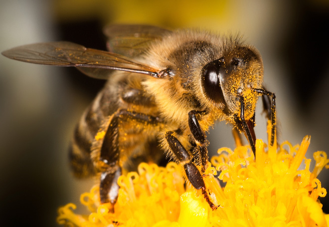 Ong có thể phát hiện người dương tính với COVID-19 chỉ trong vài giây, thậm chí cả khu vực có virus SARS-CoV-2 trong không khí - Ảnh 1.