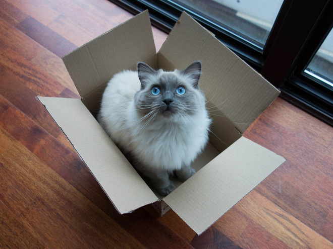 Những con mèo thích hộp, và chúng thích cả ảo giác về những chiếc hộp - Ảnh 3.