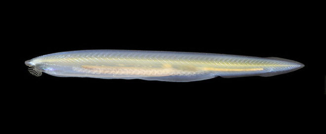 Không đầu, không tim, không xương, cá Văn Xương có thể tồn tại được suốt 500 triệu năm cho tới tận ngày nay - Ảnh 2.