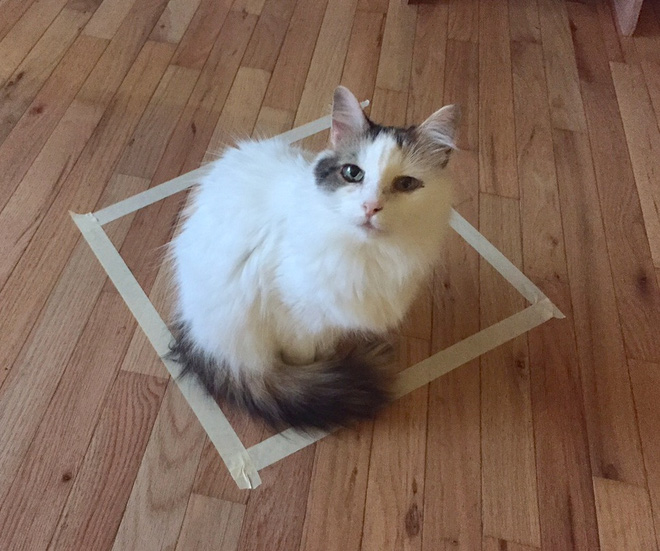 Những con mèo thích hộp, và chúng thích cả ảo giác về những chiếc hộp - Ảnh 5.