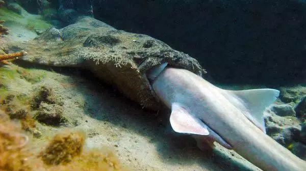 Khi cá mập tiến hóa để sống dưới đáy biển, chúng sẽ như thế nào? - Ảnh 10.