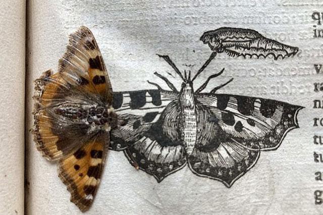Mở cuốn sách cổ thấy bướm 400 năm tuổi - Ảnh 1.
