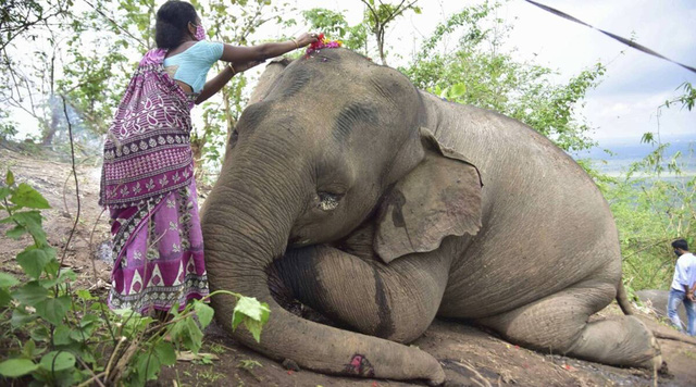 Sét lớn đánh chết 18 con voi ở Ấn Độ - Ảnh 1.