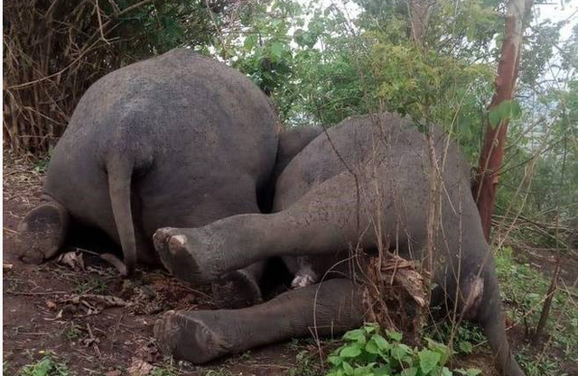 Sét lớn đánh chết 18 con voi ở Ấn Độ - Ảnh 2.