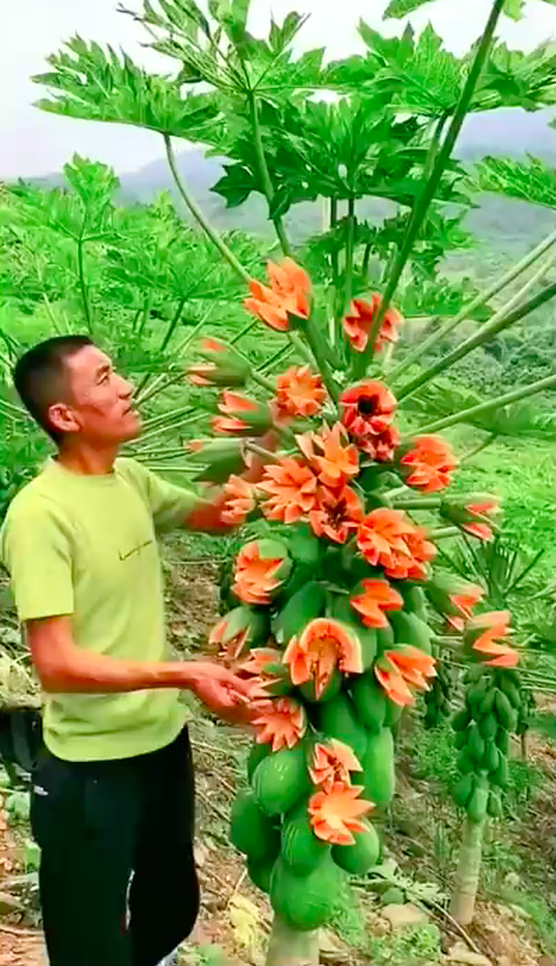 Anh nông dân khoe giống “đu đủ sữa” ra trái phủ kín cây, quay clip cắt thử thì bị dân tình bóc mẽ ngay ở điểm này - Ảnh 1.