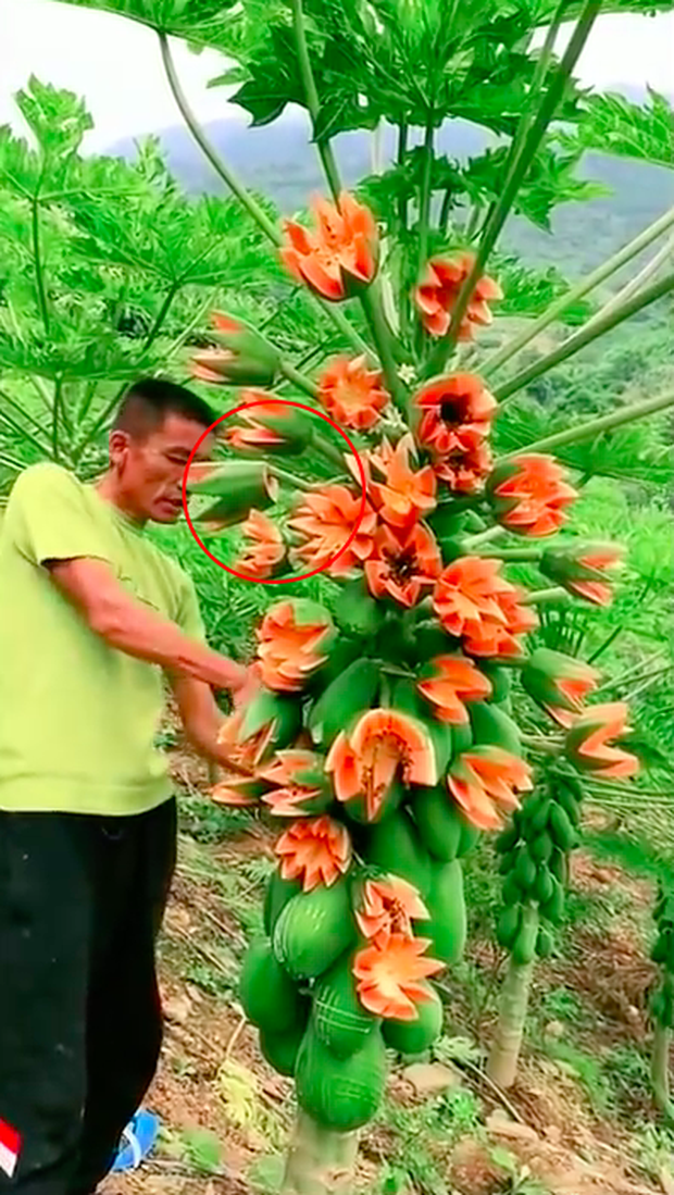 Anh nông dân khoe giống “đu đủ sữa” ra trái phủ kín cây, quay clip cắt thử thì bị dân tình bóc mẽ ngay ở điểm này - Ảnh 2.