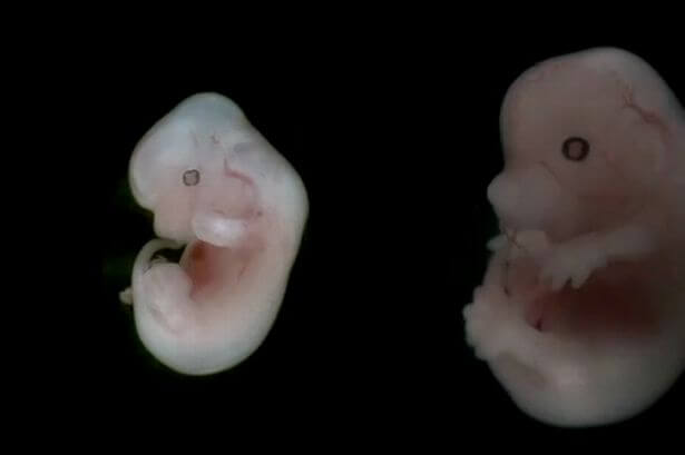Bộ ảnh rõ từng chân tơ về các loài vật trong bào thai: Bạn có thể nhìn hình đoán xem đây là sinh vật gì? - Ảnh 7.