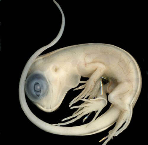Bộ ảnh rõ từng chân tơ về các loài vật trong bào thai: Bạn có thể nhìn hình đoán xem đây là sinh vật gì? - Ảnh 23.