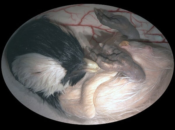 Bộ ảnh rõ từng chân tơ về các loài vật trong bào thai: Bạn có thể nhìn hình đoán xem đây là sinh vật gì? - Ảnh 21.