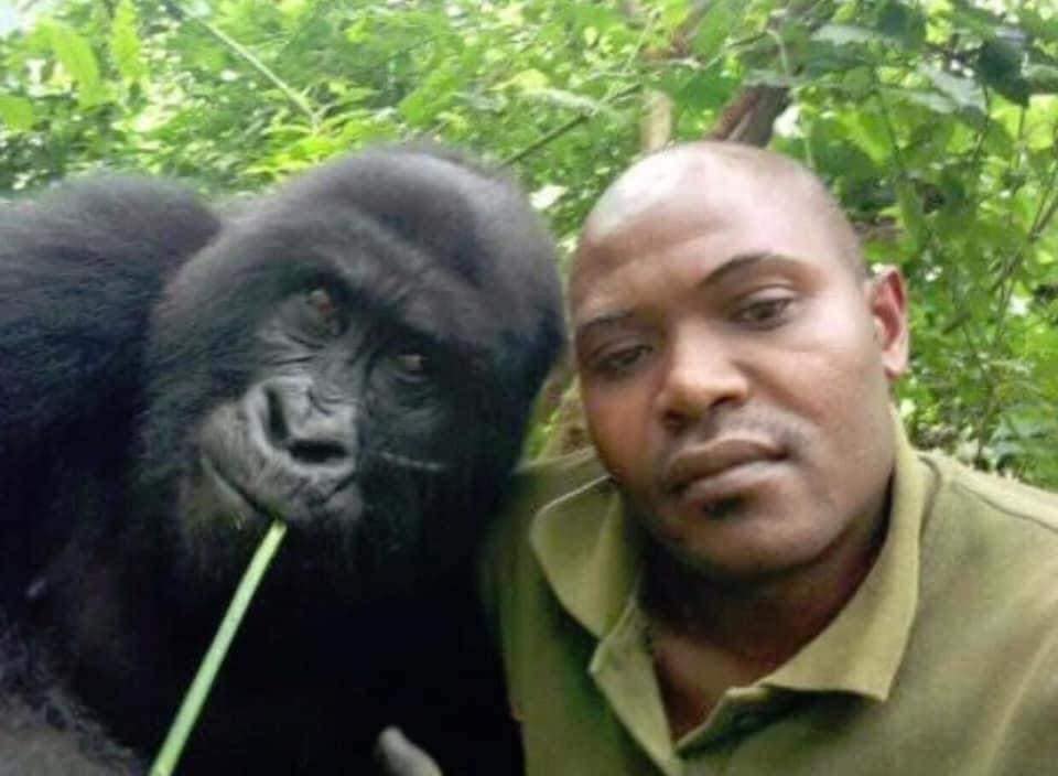 Khỉ đột tạo dáng chụp ảnh selfie cùng kiểm lâm - Tuổi Trẻ Online
