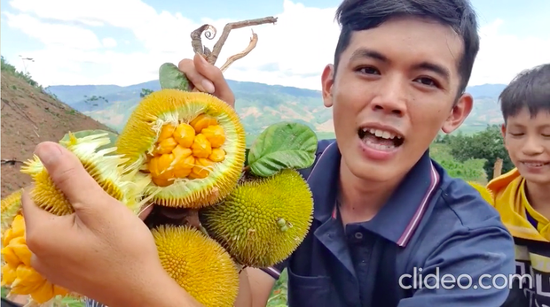 Việt Nam có loại quả mọc dại bán với giá hàng trăm nghìn 1 ký, hương vị cực độc lạ và quá trình hái không dễ tí nào - Ảnh 2.