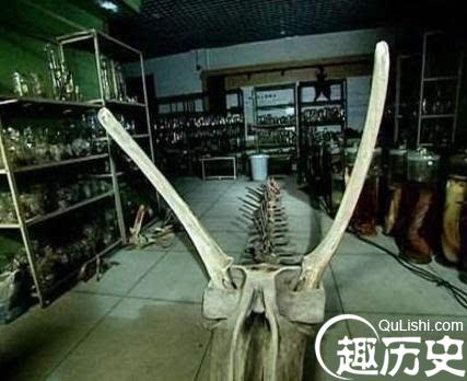 Mưa to liên tiếp 40 ngày, lộ ra xác rồng khổng lồ ở Trung Quốc, đài CCTV vào cuộc truy tìm: Sự thật bất ngờ! - Ảnh 2.
