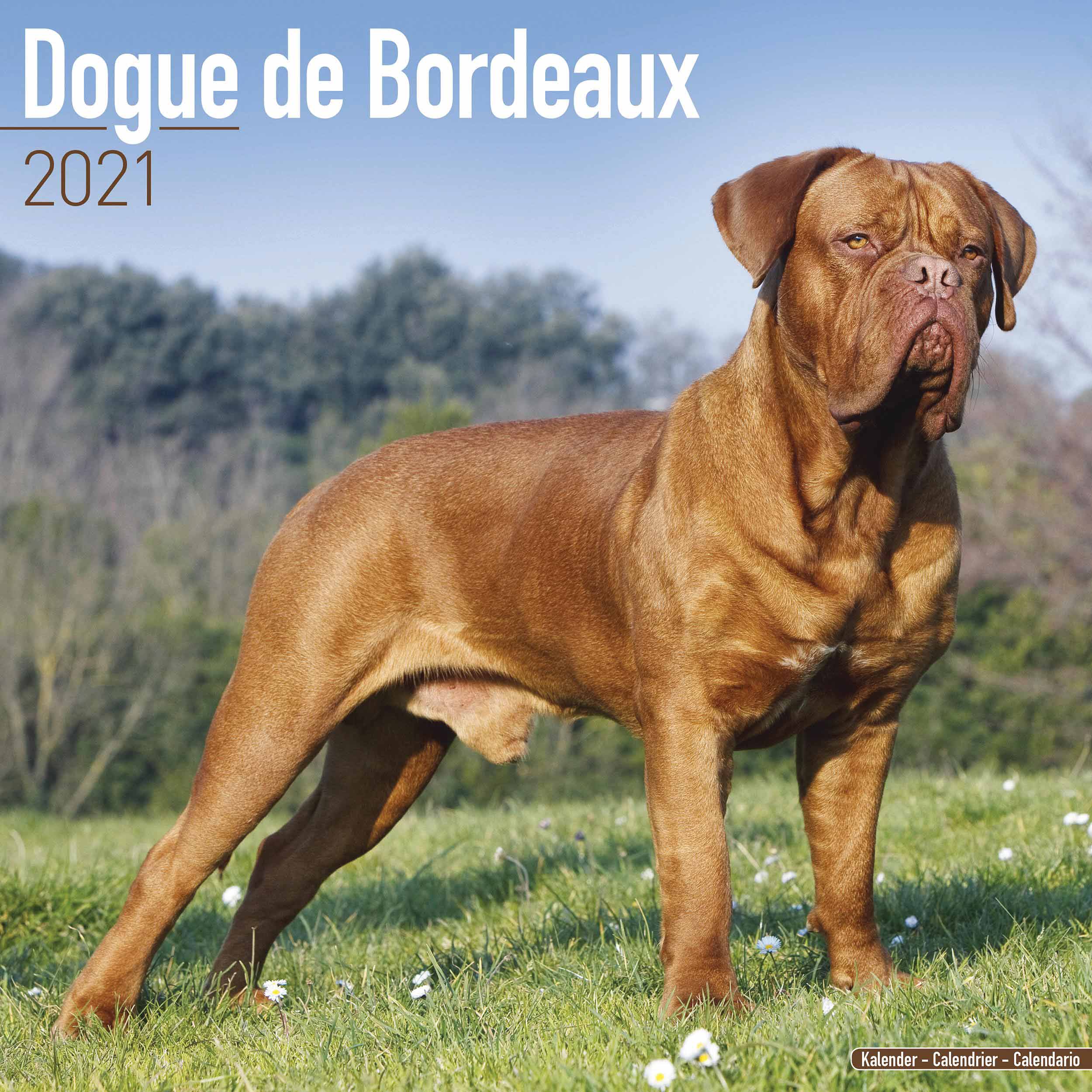 Pitbull nguy hiểm nhưng lực cắn còn thua xa những giống chó này - có con mạnh ngang sư tử đực! - Ảnh 4. Pitbull nguy hiểm nhưng lực cắn còn thua xa những giống chó này - có con mạnh ngang sư tử đực! - Ảnh 4.