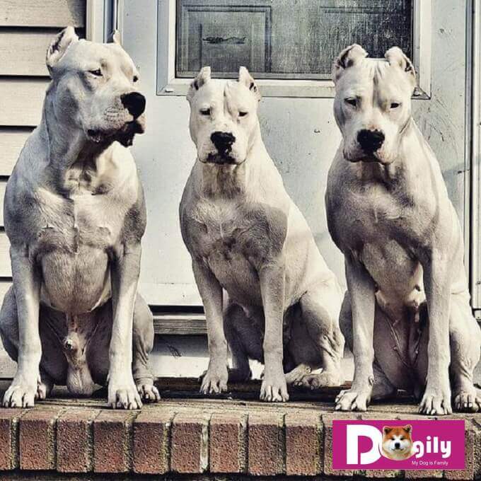 Pitbull nguy hiểm nhưng lực cắn còn thua xa những giống chó này - có con mạnh ngang sư tử đực! - Ảnh 7. Pitbull nguy hiểm nhưng lực cắn còn thua xa những giống chó này - có con mạnh ngang sư tử đực! - Ảnh 7.