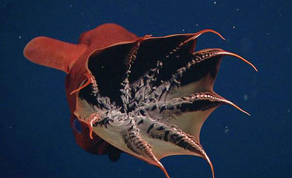 Vampyroteuthis infernalis: Loài ma cà rồng dưới đáy biển sâu - Ảnh 6.
