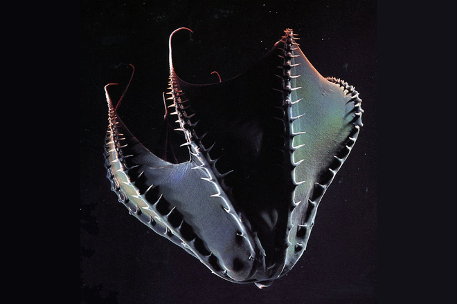 Vampyroteuthis infernalis: Loài ma cà rồng dưới đáy biển sâu - Ảnh 8.