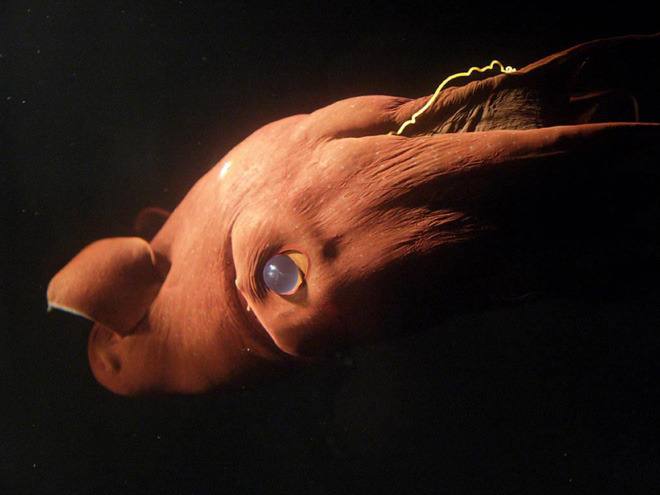 Vampyroteuthis infernalis: Loài ma cà rồng dưới đáy biển sâu - Ảnh 9.