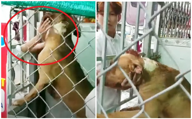 "Lạnh gáy" cảnh chó Pitbull cắn chết người ở Long An: Có nên cấm cửa tuyệt đối, không cho phép nuôi chó dữ?