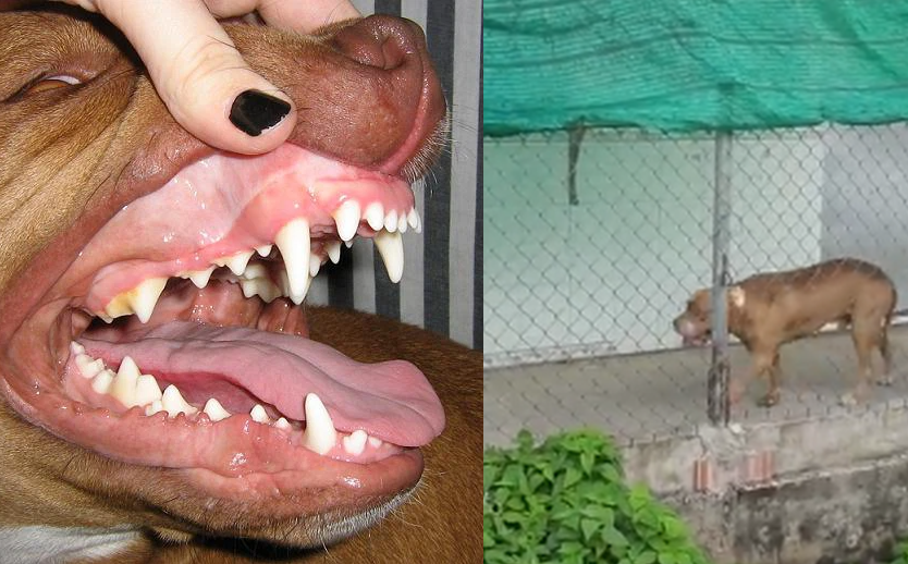 Chó Pitbull cắn tử vong một thanh niên trong quán cà phê: Hàm răng của 'sát thủ' này nguy hiểm tới mức nào?