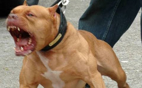 Mang đặc điểm "nguy hiểm chưa từng thấy ở các giống chó khác", chó Pitbull bị cấm ở bao nhiêu quốc gia?