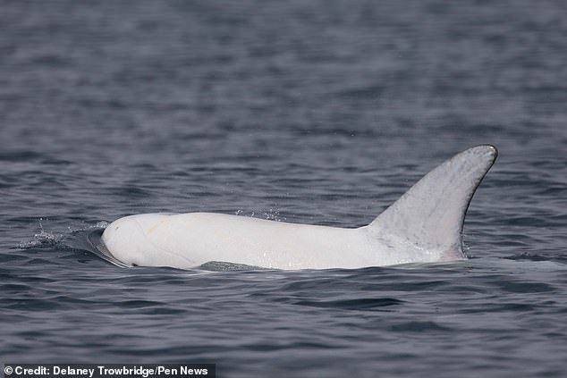 Phát hiện cá voi trắng quý hiếm ngoài khơi bờ biển Mỹ - Ảnh 1.