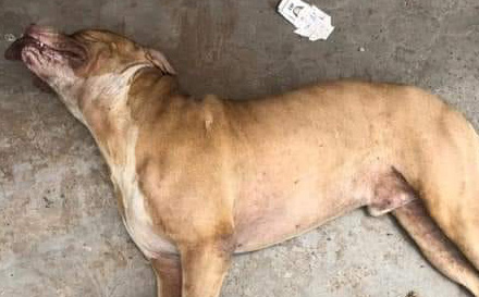 Người bị chó Pitbull cắn chết ở Long an vẫn chưa có ai đến nhận thi thể